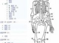 标准人体全身骨骼模型「人体全身骨骼的组成表格」