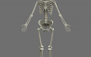 人体骨骼3d模型（人体骨骼模型下载）
