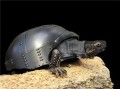 铁甲虫是指什么 农村的铁甲龟是什么乌龟